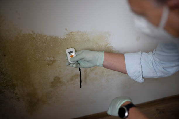 Mold Removal and Inspection in Jamaica Beach, TX